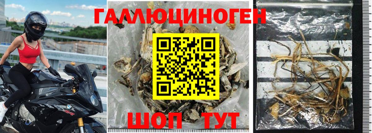 Псилоцибиновые грибы GOLDEN TEACHER Моздок